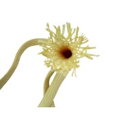 Gaine 45° Aramide diamètre 20mm 32g/ml