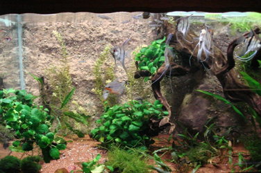 Aquarium : Réalisation et réparation Boutique résine époxy